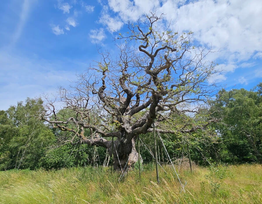 Major Oak. Credit Chloe Ryder